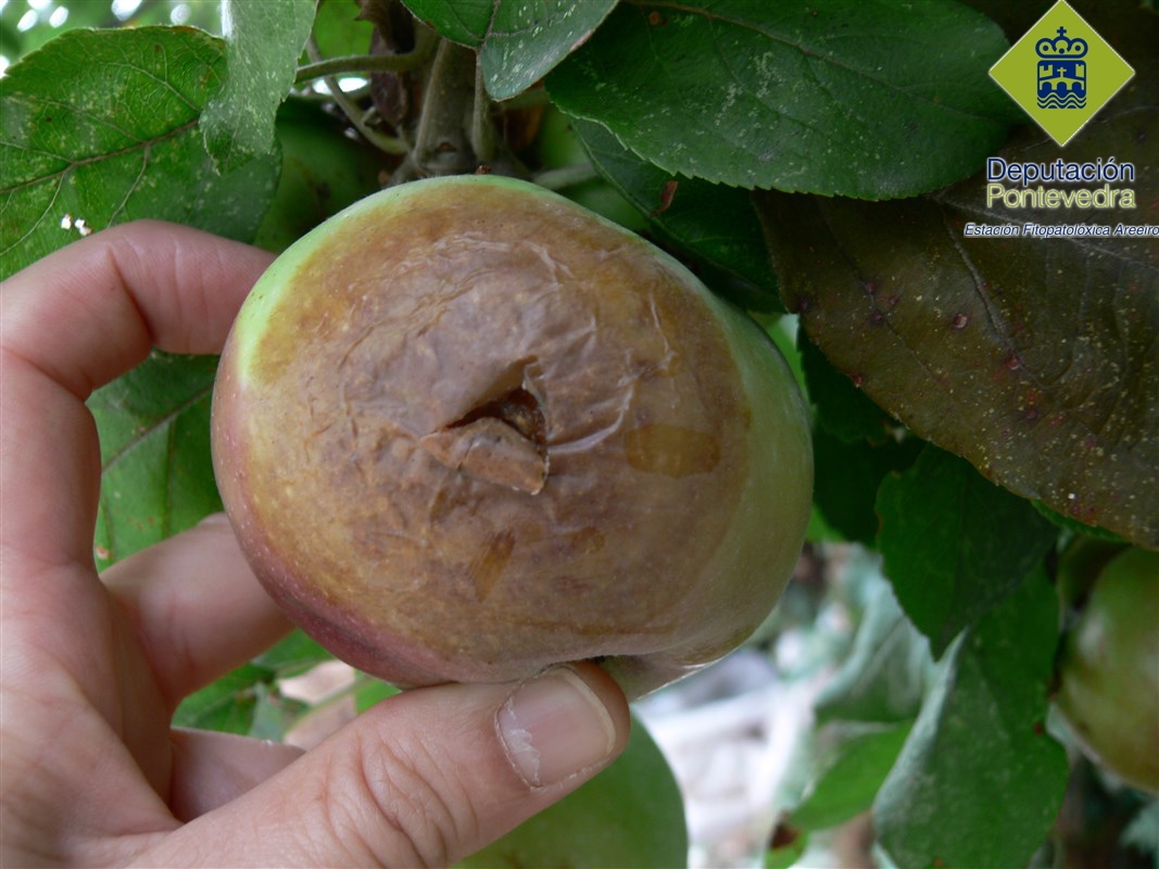 Manzano - Apple tree - Maceira >> Heridas de cualquier origen pueden provocar pudrición.jpg